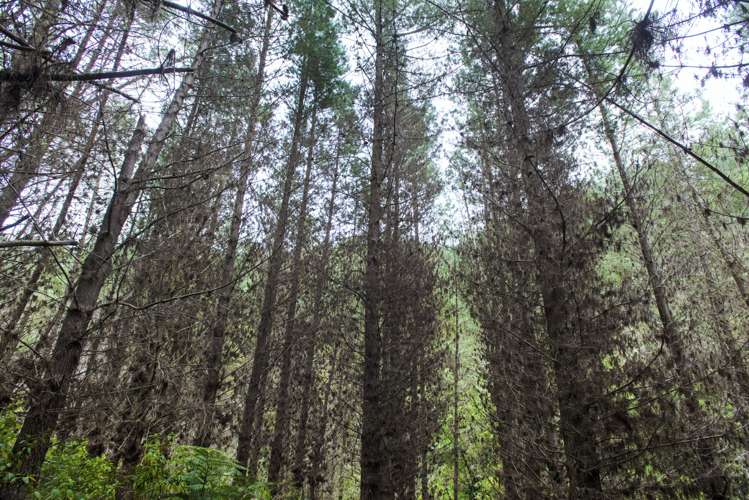 Duncan Road Waimata_14