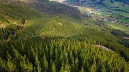 Golden Bay forestry opportunity with carbon credits