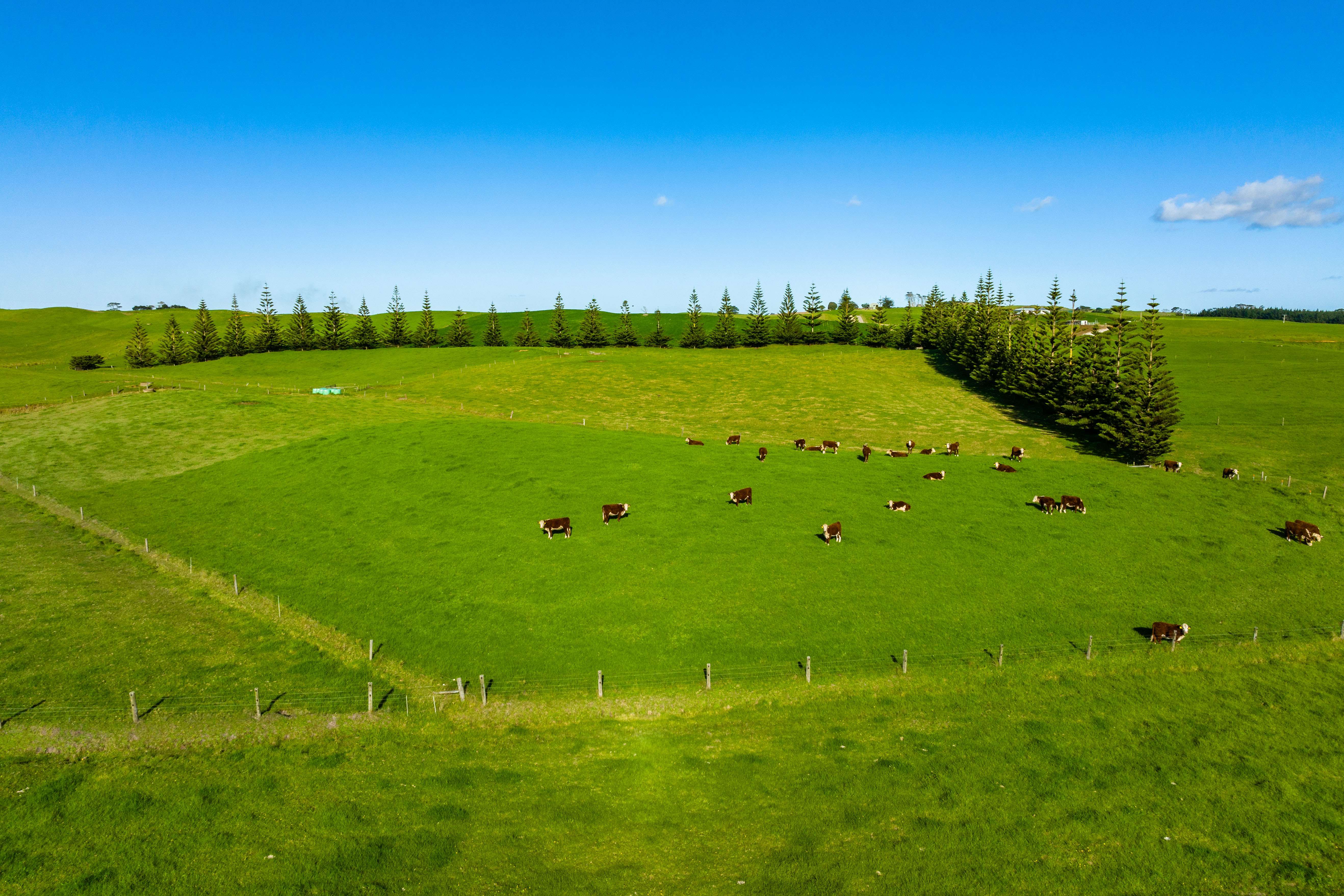 1000 Redhill Road Te Kopuru Kaipara Rural Property For Sale One