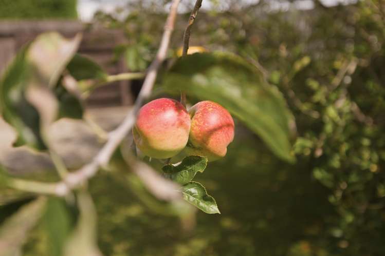 11 Lincoln Terrace Greerton_18