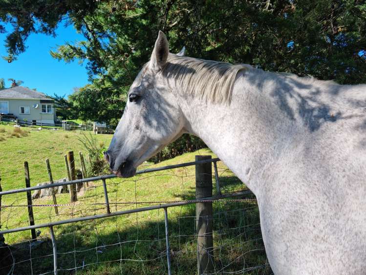 1938 Paparoa Valley Road Paparoa_9