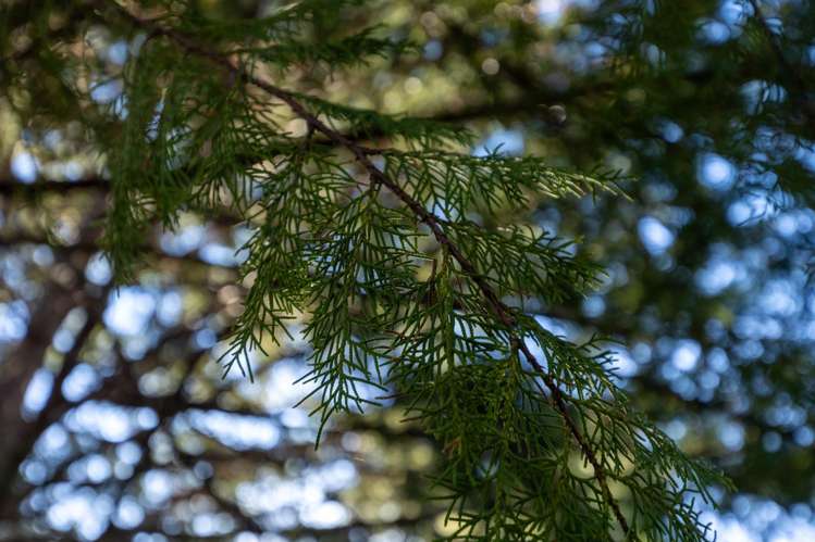 958 Bill Bryants Road Marlborough Sounds_39