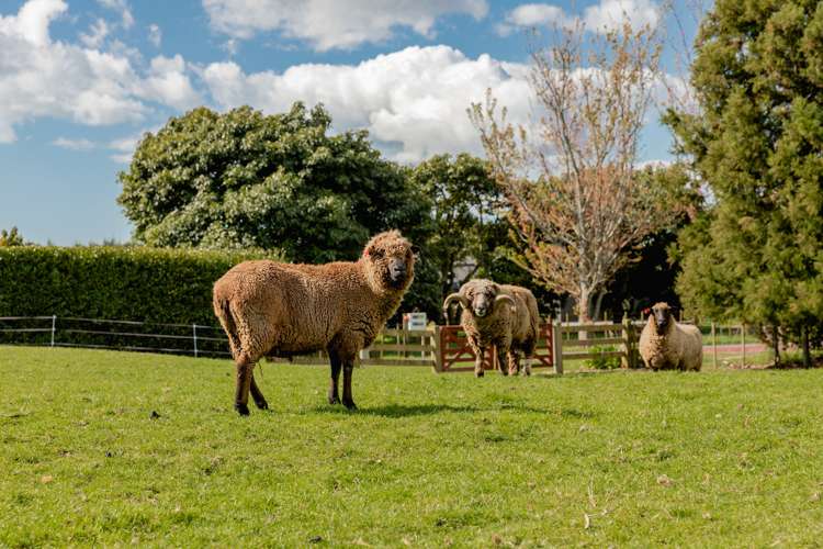 563 Belk Road Kaimai_22