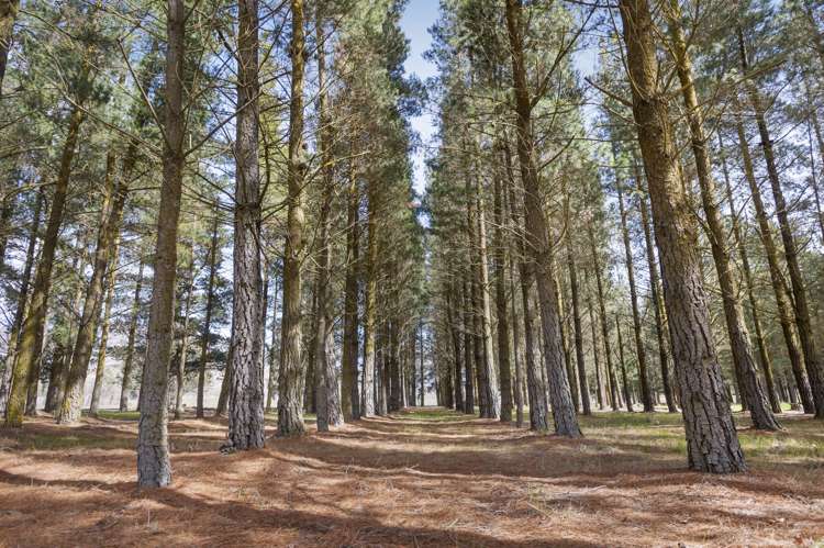 157 Sandflat Road Cromwell_4