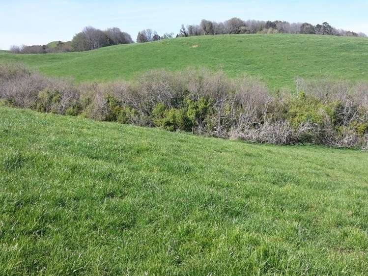 346 Rugby Road Tariki_27