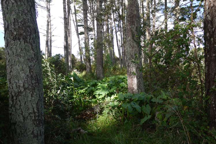 13 Heawa Road Dargaville Surrounds_7