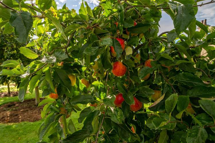 56 Burgess Road Herbert_33