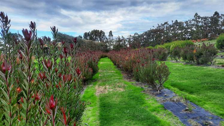 74 Okahukura Road Tapora_15