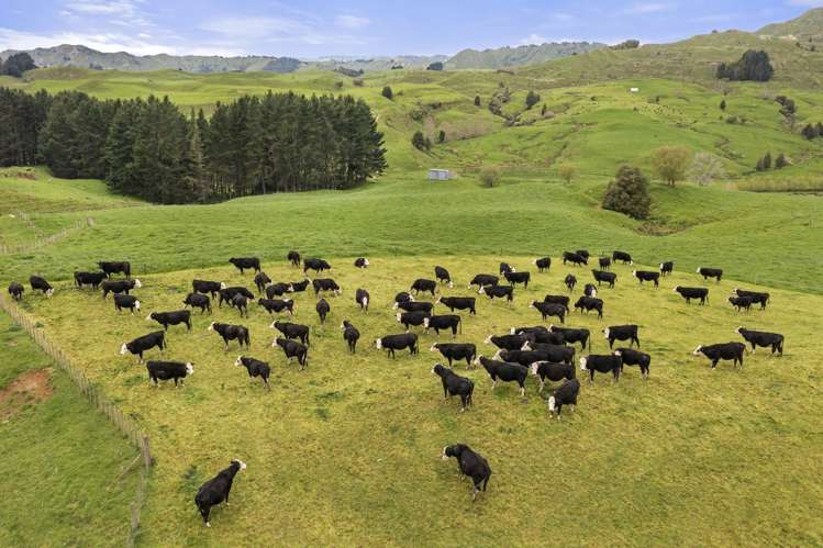 80 Parakoko Road Aria_14