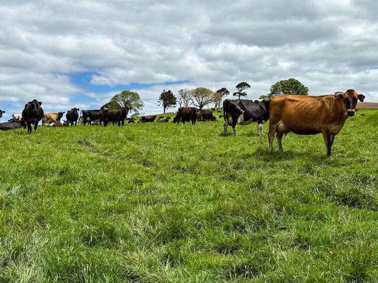 1532 Wyndham Letterbox Road Mataura Island_11