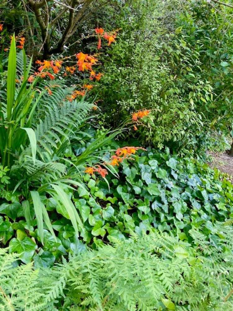 4a & 6 McIntosh Road Brighton_19