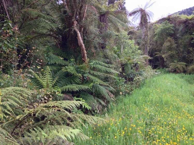 7 Punga Grove Lake Kaniere_2