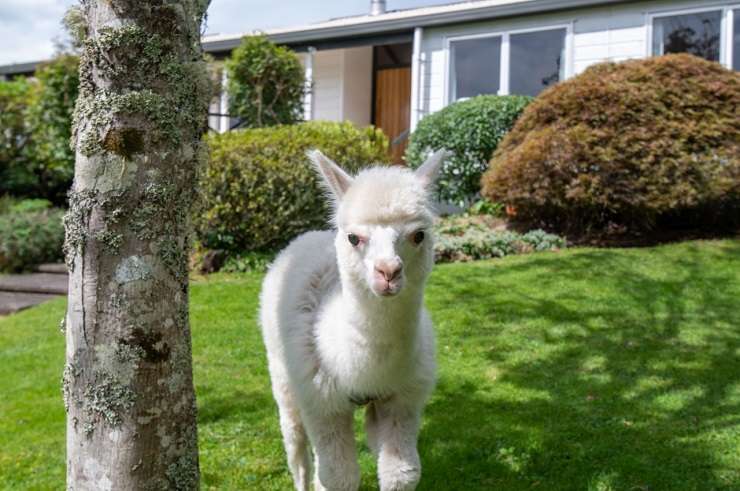 Ray White agent Tim O’Sullivan with his pet, Boris the Alpaca: 