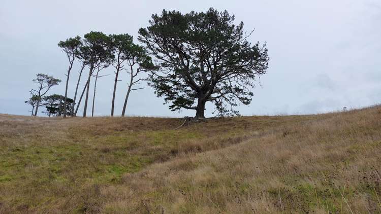 Wearmouth Road Paparoa_19