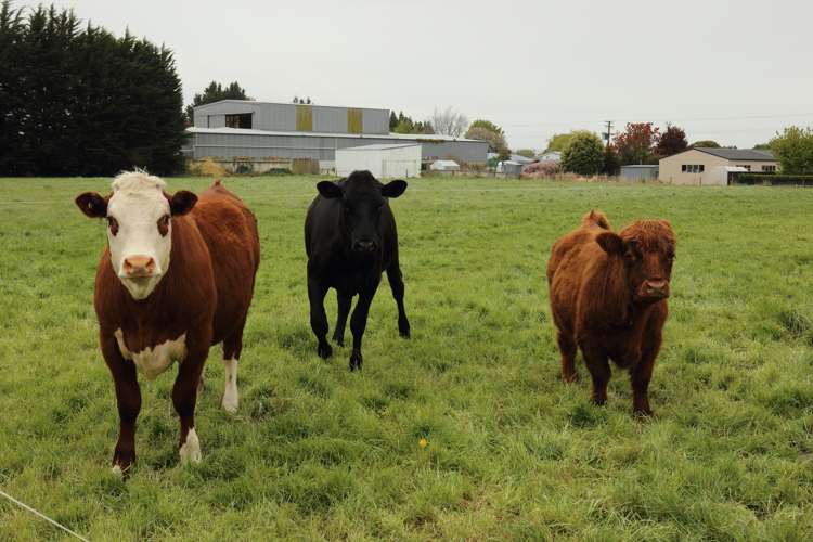 15 Grange Street Edendale_22