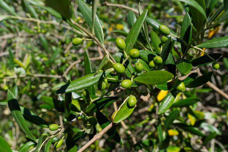 70 Walu Lane Matapouri_34