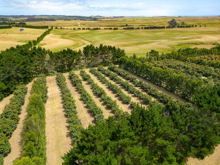 5126 State Highway One Ngataki_8