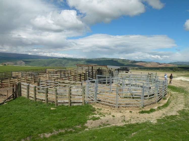 902 Moa Flat Road Ettrick_7