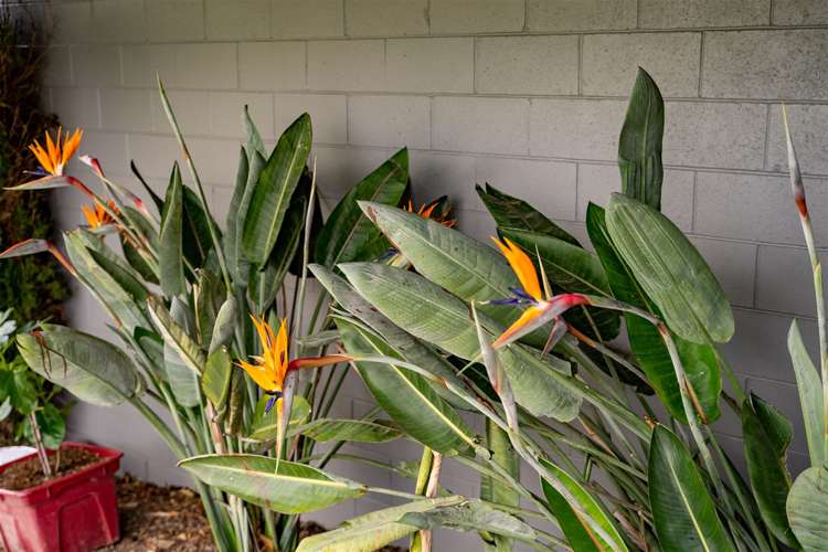 17 Tawa Street Masterton_18