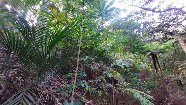 352 Puhipuhi Road Whakapara_40