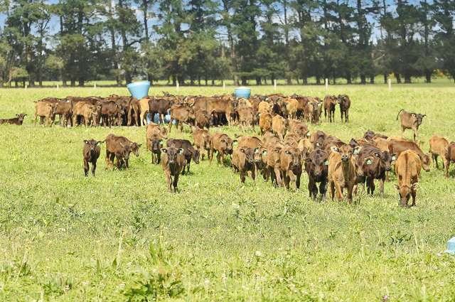 1797 West Coast Road Kirwee_1