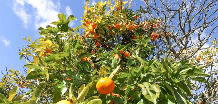 7 Russell Avenue Te Aroha_21