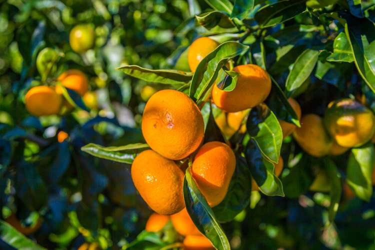 198 Cames Road Mangawhai_21