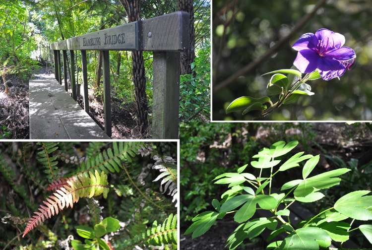 32 Komiti Road Tinopai_51