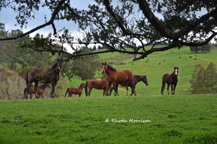 726 Paparoa Station Road Maungaturoto_29