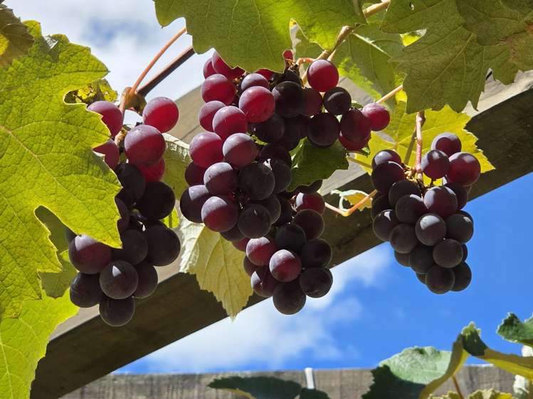 314F Waipapa Road Waipapa_32