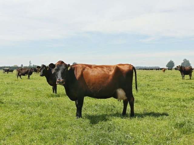 74 Reid Road Winton Surrounds_2