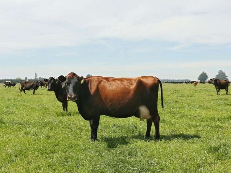 74 Reid Road Winton Surrounds_2