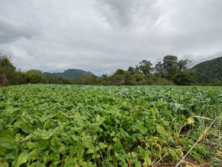 660 Matiri Valley Road Kahurangi National Park_12