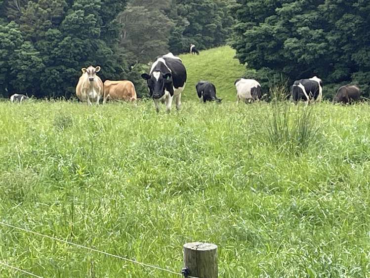 208 Te Aroha-Gordon Road Hauraki Surrounds_17