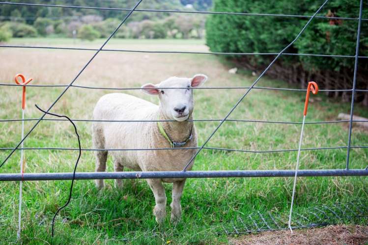 195 Kanohi Road Kaukapakapa_19