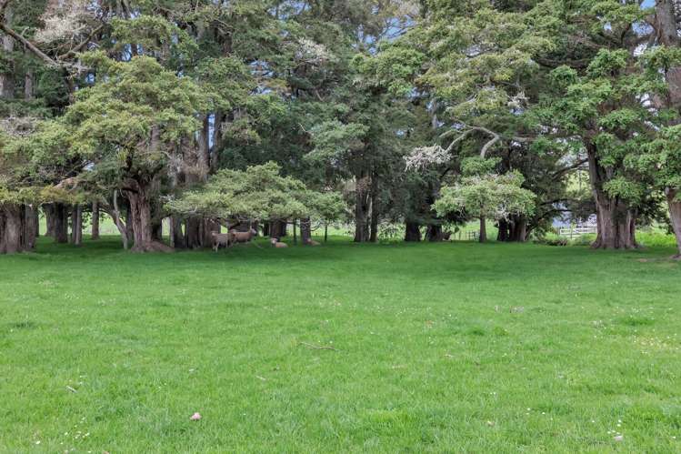 90 Mckinley Road Kokopu_40