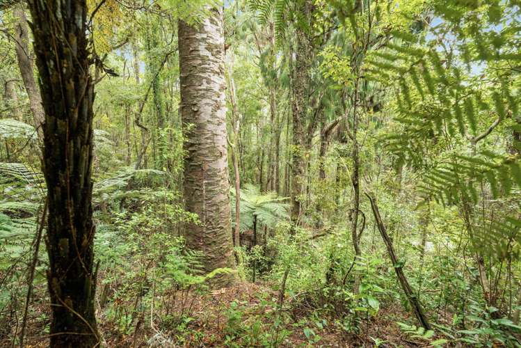 112 Hikuai School Road, Hikuai Tairua_24