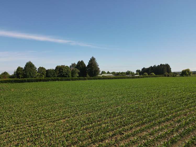 390 Marychurch Road Matangi_12