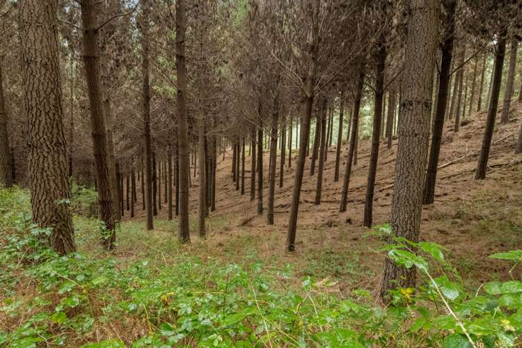 State Highway 63 Renwick_8