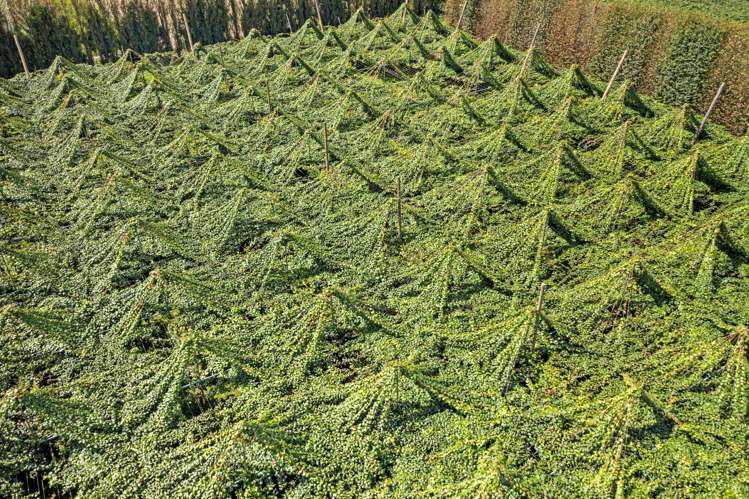 73 Orchard Road Edgecumbe_17