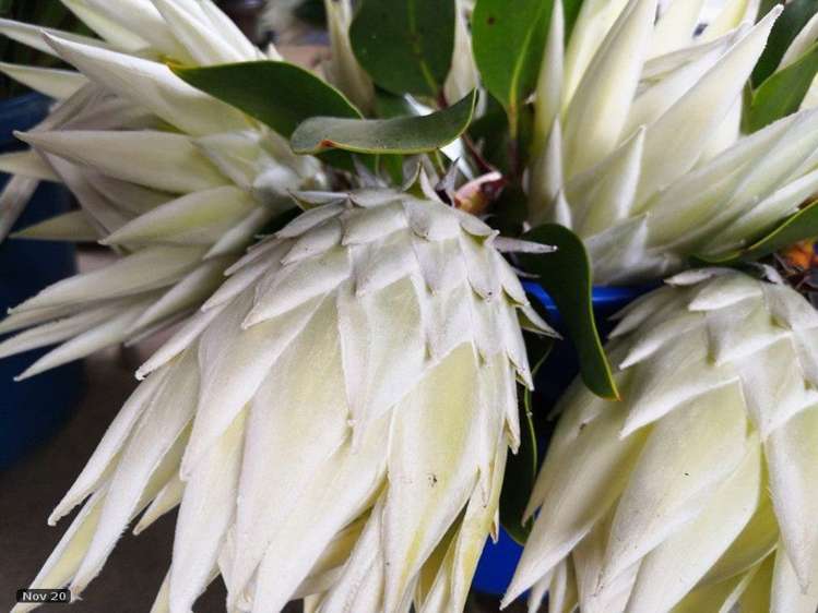 74 Okahukura Road Tapora_10