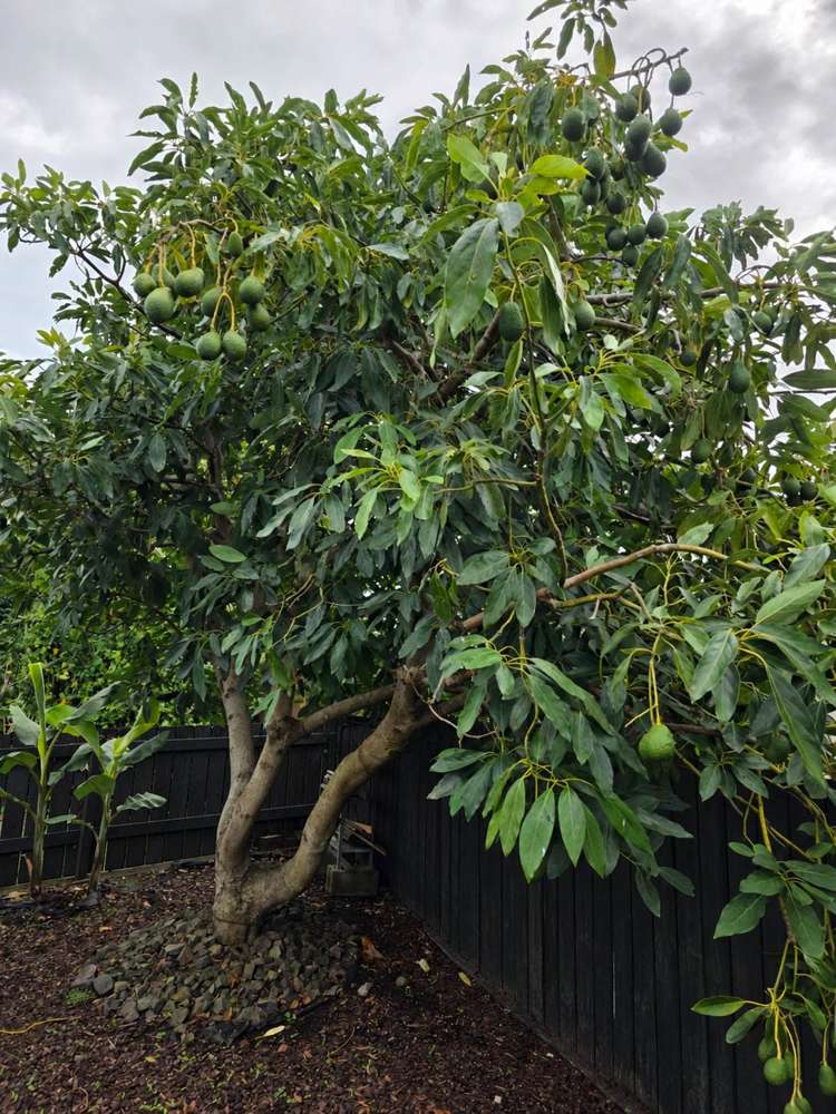 51 Wallace Road Papatoetoe_26