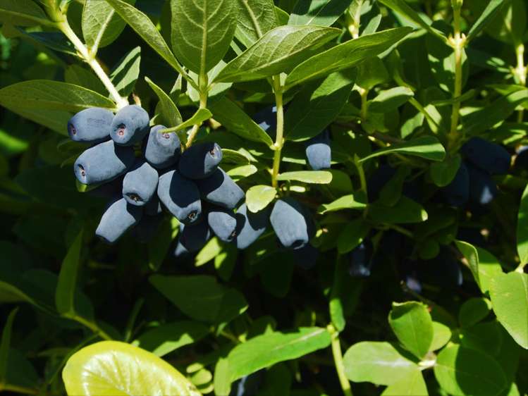 1686 Waimate Highway Makikihi_18