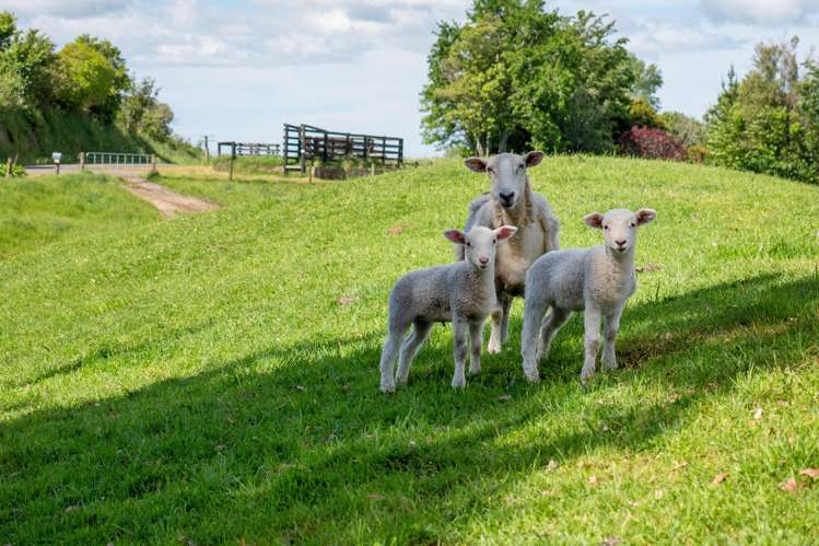 538 Kapukapu Road Kaharoa_33