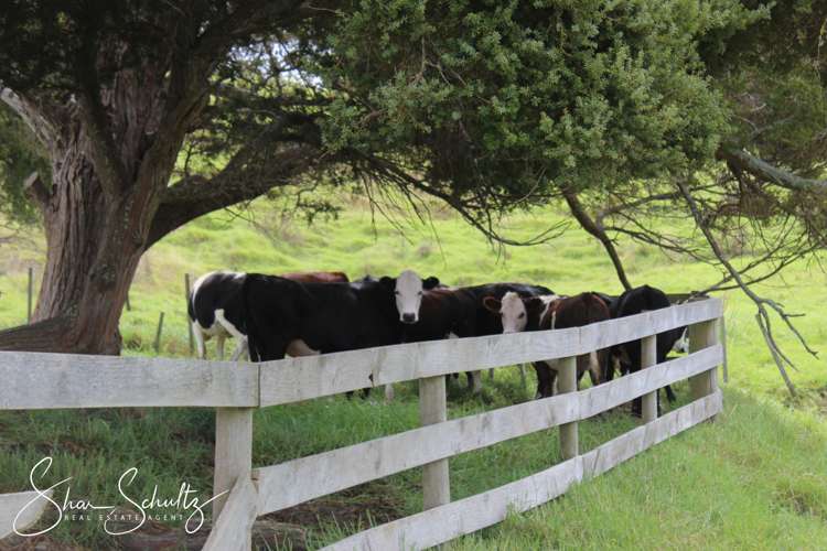 215c Heatley Road Whakapirau_28