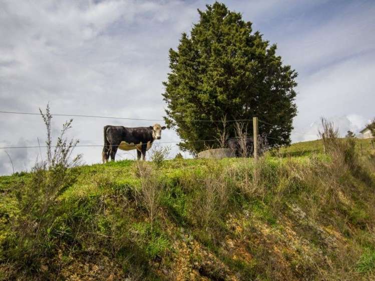 522 Tapuhi Road Hukerenui and Surrounds_18