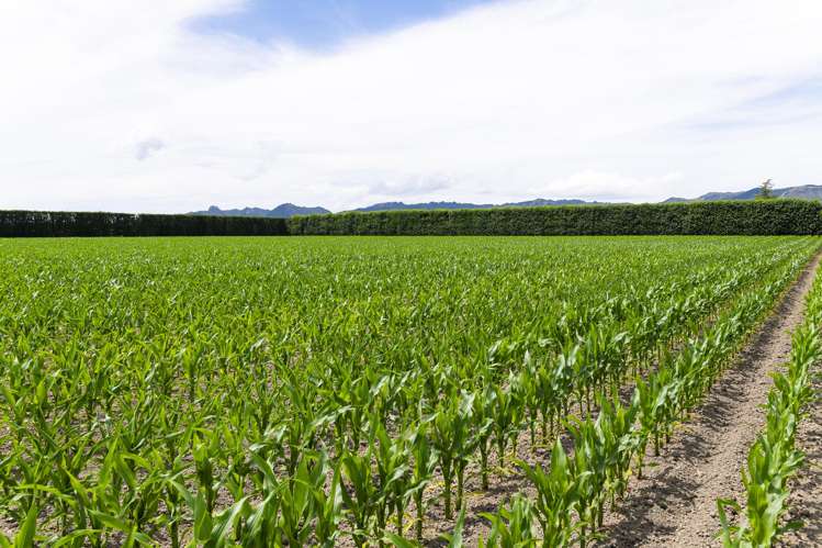 504 Matawai Road Hexton_22