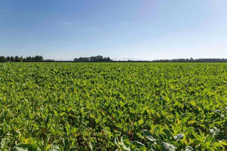 1329 Wards Road Darfield_22