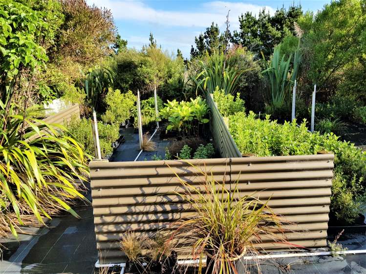 1246 Babylon Coast Road Dargaville Surrounds_15