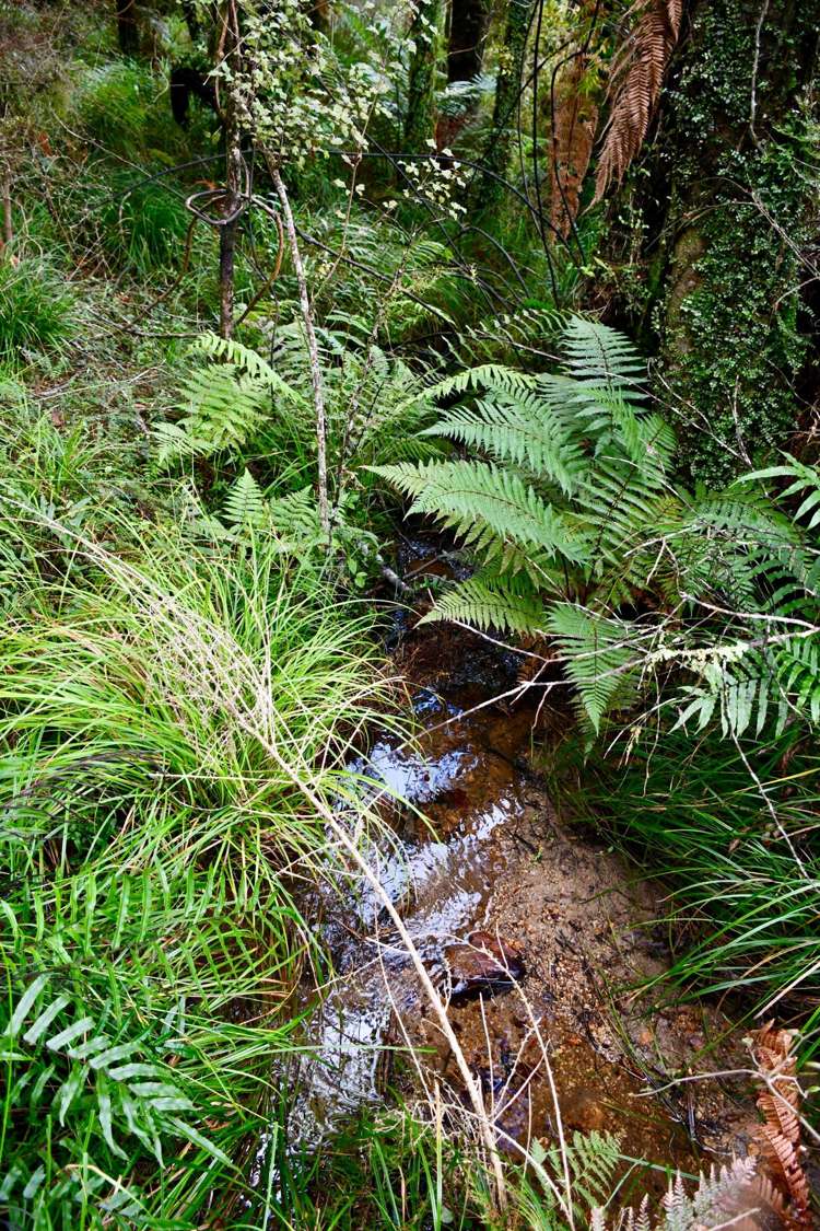 40Ha Block State Highway 67 Mokihinui_13